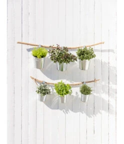 Dehner Gourmet Garten Strauchbasilikum 'Magic Blue' -Gartenserien Verkaufsgeschäft 20181011 PR MO 003 Kraeuter 04