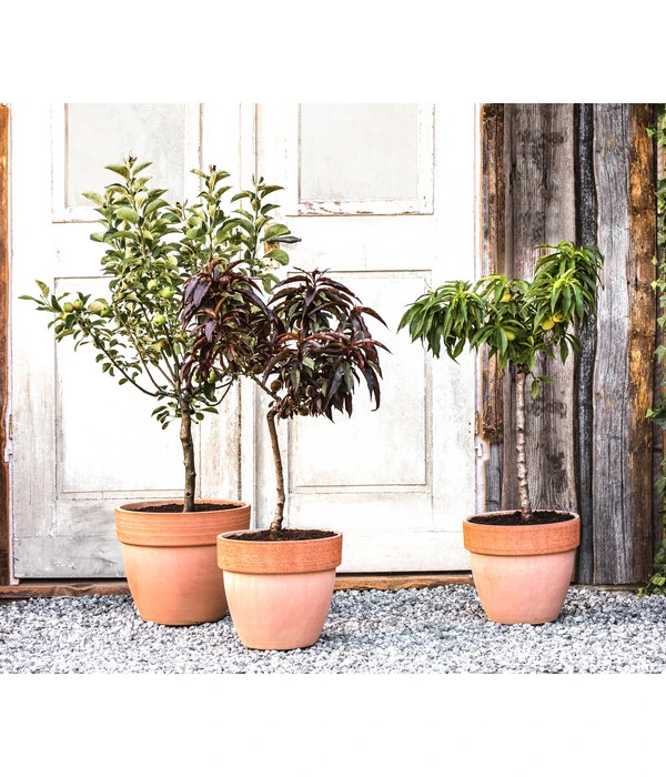 Zwergbirne 'Luisa' 4 Zwergbirne 'Luisa' - Image 2