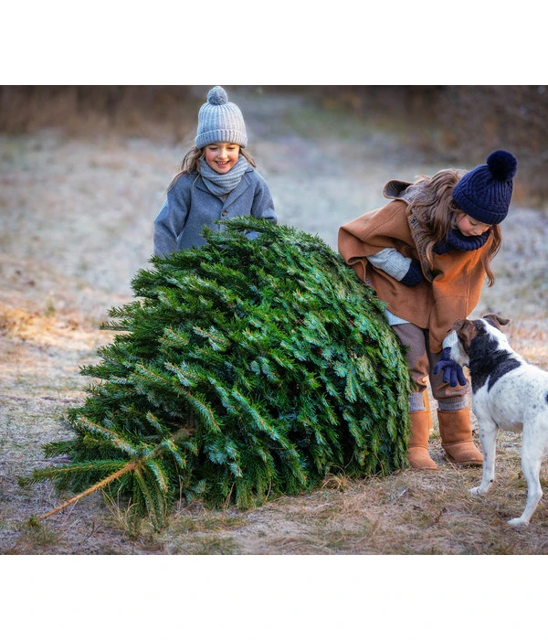 Nordmann-Tanne, Ca. 200-250 Cm, Gesägt 4 Nordmann-Tanne, Ca. 200-250 Cm, Gesägt - Image 2