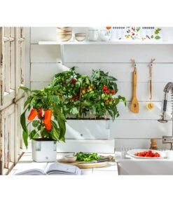 Pick-a-Tom® Cocktailtomate Mit Früchten, Rot 10 Pick-a-Tom® Cocktailtomate Mit Früchten, Rot -Gartenserien Verkaufsgeschäft 20200604 WE MO 001 IndoorTomatePaprika 2021 GC11