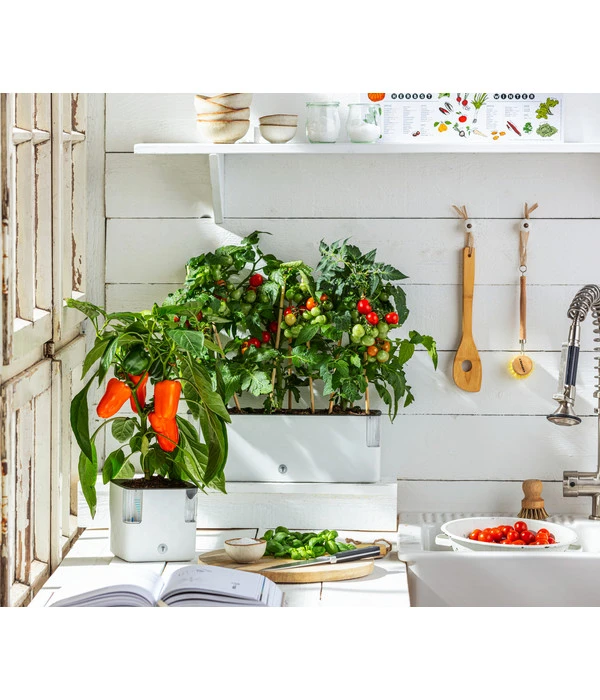 Pick-a-Tom® Cocktailtomate Mit Früchten, Rot 6 Pick-a-Tom® Cocktailtomate Mit Früchten, Rot - Image 4