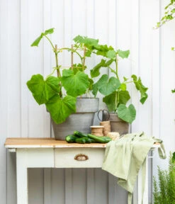 Mini Schlangengurke -Gartenserien Verkaufsgeschäft 20200717 8842643 WE MO 002 CucurbitaePepoZucchiniGruen 2021 GC13 01