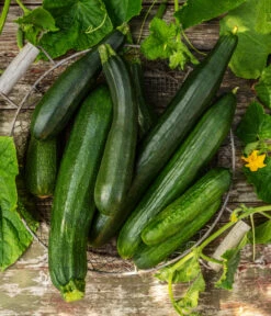 Mini Schlangengurke -Gartenserien Verkaufsgeschäft 20200722 8830747 8831000 WE MO 001 GurkeEtikett