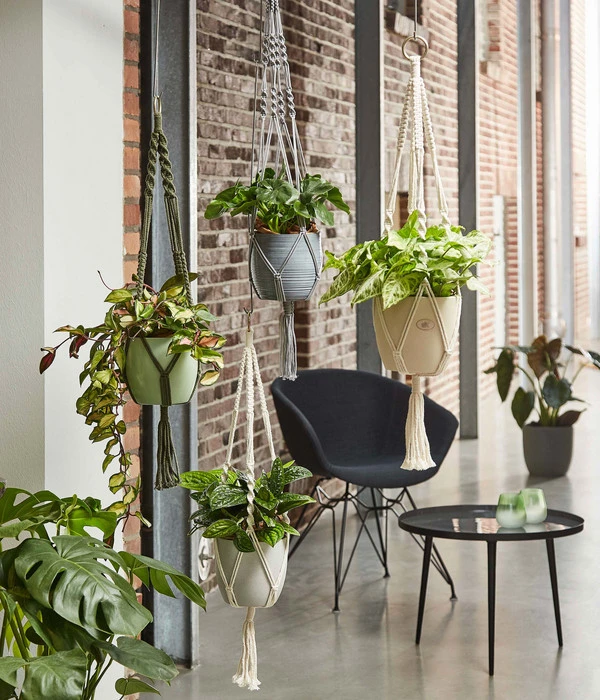 Dehner Makramee-Ampel 8 Dehner Makramee-Ampel – Bild 6