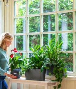 LECHUZA® Kasten DELTA, All-in-One-Set -Gartenserien Verkaufsgeschäft 2418598 WE MO 001 DeltaAnthrazitPruoColor 2427508 5496443