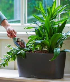 LECHUZA® Kasten DELTA, All-in-One-Set -Gartenserien Verkaufsgeschäft 2427508 WE MO 001 DeltaAnthrazit 5496443