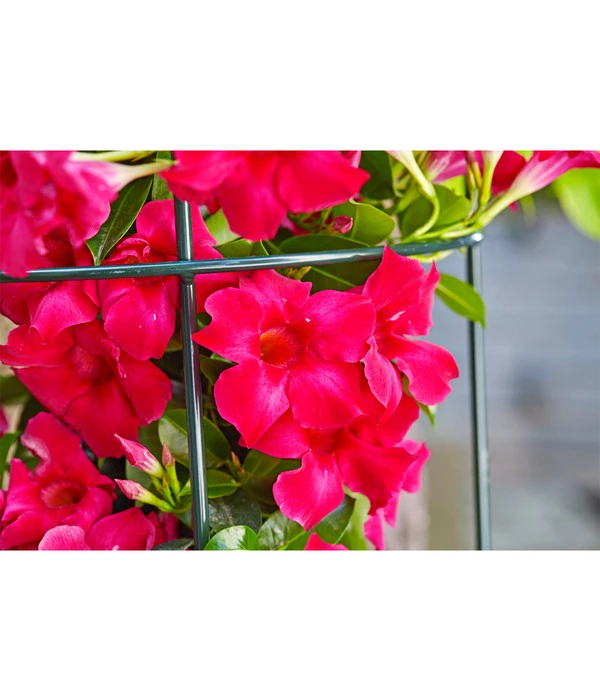 Dehner Halbobelisk 12 Dehner Halbobelisk - Image 10