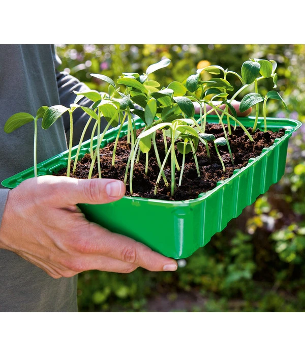 Dehner Zimmergewächshaus, 36 X 22 X 13 Cm 4 Dehner Zimmergewächshaus, 36 X 22 X 13 Cm - Image 2