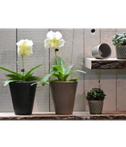 Dehner Keramik-Übertopf Elliot, Konisch, Ca. Ø14 Cm 7 Dehner Keramik-Übertopf Elliot, Konisch, Ca. Ø14 Cm -Gartenserien Verkaufsgeschäft 4103321 PR MO 001 4103313 4057022 OrchideentopfElliotTaupeGranitTopfLisaMiniGruen