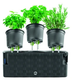 Dehner Kunststoff-Kasten Mona, Trio, Ca. B40/H14/T14 Cm -Gartenserien Verkaufsgeschäft 4320768 PR FS 003 TopfMonaTrioAnthrazitDehnerExpressHerzig