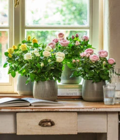 Dehner Übertopf-Set Pink Beauties, 2-teilig 11 Dehner Übertopf-Set Pink Beauties, 2-teilig -Gartenserien Verkaufsgeschäft 4461091 WE MO 001 TopfIdaGrau