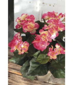 Kunstpflanze Begonie 5 Kunstpflanze Begonie -Gartenserien Verkaufsgeschäft 4461117 WE MO 001 Begonie30cmPink