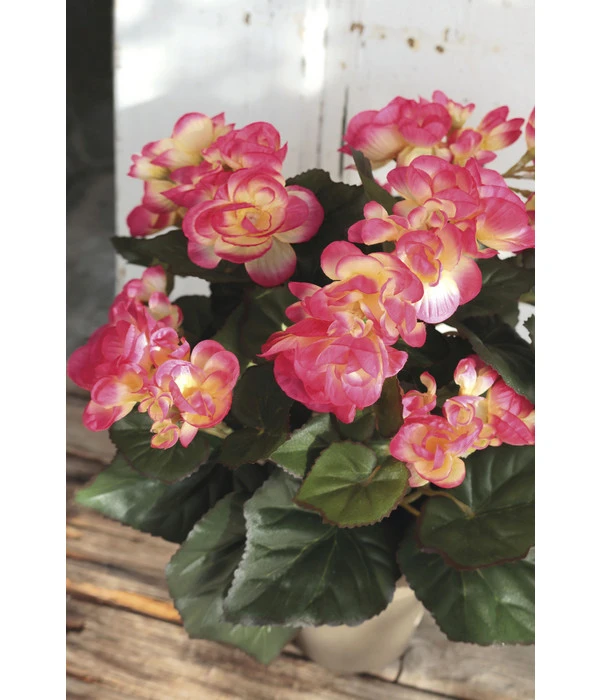 Kunstpflanze Begonie 4 Kunstpflanze Begonie - Image 2