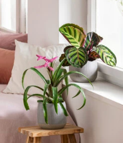 Dehner Übertopf-Set Pink Beauties, 2-teilig 10 Dehner Übertopf-Set Pink Beauties, 2-teilig -Gartenserien Verkaufsgeschäft 4495172 8745259 WE MO 001 PinkBeauties PflanzenSetOnlineHer