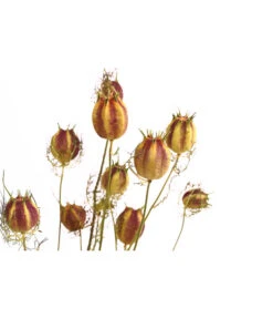Trockenblumenbund Nigella Mit Fruchtstand -Gartenserien Verkaufsgeschäft 6284236 PR DE 001 NigellaFruchtstandBundDehnerExpressHerzig