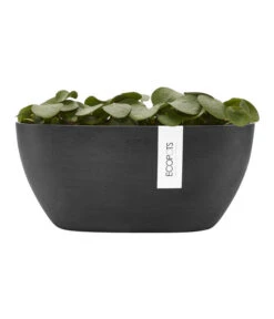 Ecopots Kunststoff-Schale Sofia Mit Wassersystem, Oval, Dunkelgrau, Ca. B30/H13,5/T13 Cm 11 Ecopots Kunststoff-Schale Sofia Mit Wassersystem, Oval, Dunkelgrau, Ca. B30/H13,5/T13 Cm -Gartenserien Verkaufsgeschäft 6614929 WE FS 004 EcopotsKunststoffSchaleSofiamitWassersystemovaldunkelgrau