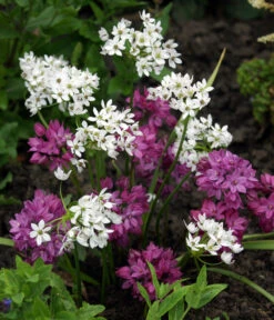 Dehner Blumenzwiebel 5 Monate Blütenpracht, 200 Stk. -Gartenserien Verkaufsgeschäft 6617286 WE MO 002 DehnerBlumenzwiebel5MonateBlumenpaket