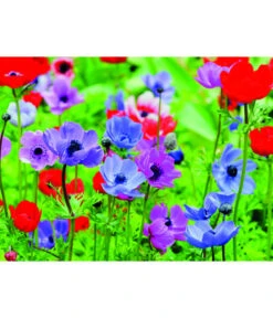 Dehner Blumenzwiebel 5 Monate Blütenpracht, 200 Stk. -Gartenserien Verkaufsgeschäft 6617286 WE MO 003 DehnerBlumenzwiebel5MonateBlumenpaket