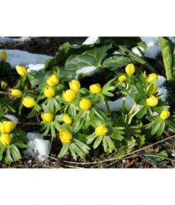 Dehner Blumenzwiebel 5 Monate Blütenpracht, 200 Stk. -Gartenserien Verkaufsgeschäft 6617286 WE MO 004 DehnerBlumenzwiebel5MonateBlumenpaket