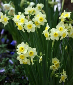 Dehner Blumenzwiebel 5 Monate Blütenpracht, 200 Stk. -Gartenserien Verkaufsgeschäft 6617286 WE MO 005 DehnerBlumenzwiebel5MonateBlumenpaket