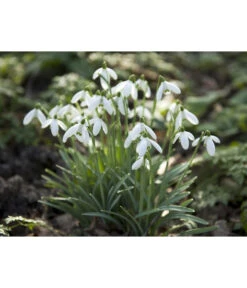 Dehner Blumenzwiebel 5 Monate Blütenpracht, 200 Stk. -Gartenserien Verkaufsgeschäft 6617286 WE MO 006 DehnerBlumenzwiebel5MonateBlumenpaket