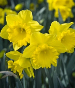 Dehner Blumenzwiebel 5 Monate Blütenpracht, 200 Stk. -Gartenserien Verkaufsgeschäft 6617286 WE MO 007 DehnerBlumenzwiebel5MonateBlumenpaket