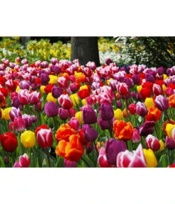 Dehner Blumenzwiebel 5 Monate Blütenpracht, 200 Stk. -Gartenserien Verkaufsgeschäft 6617286 WE MO 010 DehnerBlumenzwiebel5MonateBlumenpaket