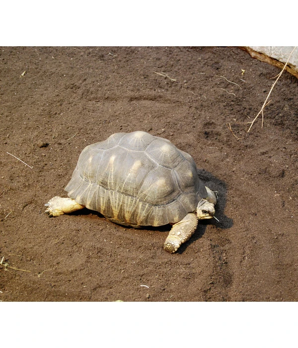 Floragard Schildkrötensubstrat 4 Floragard Schildkrötensubstrat - Image 2