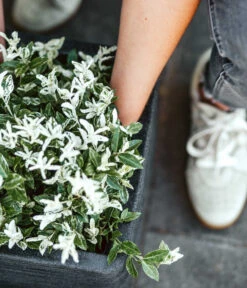 Capi Europe Kunststoff-Topf Rib, Quadratisch -Gartenserien Verkaufsgeschäft 6697122 WE DE 001 CapiEuropeKunststoffTopfRibquadratisch