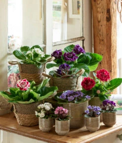 Dehner Seegras-Korb Lilja, Konisch -Gartenserien Verkaufsgeschäft 6739577 WE MO 001 TopfIssa