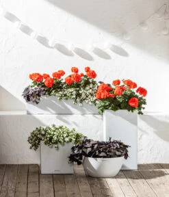 Süßkartoffel, Verschiedene Farben 13 Süßkartoffel, Verschiedene Farben -Gartenserien Verkaufsgeschäft 6770721 8813206 8809592 8824500 WE MO 001 LechuzaSchaleCubetoStone