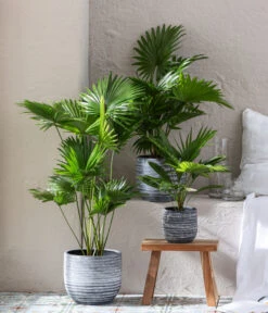 Rundblättrige Schirmpalme - Livistona Rotundifolia -Gartenserien Verkaufsgeschäft 6919880 WE MO 001 TopfMavie Livistona