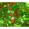 Kiwi 'Issai' -Gartenserien Verkaufsgeschäft 7033822 WE DE 001 KiwiIssaiActinidiaArguIssai