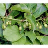 Kiwi 'Weiki®' -Gartenserien Verkaufsgeschäft 7033830 PR DE 003 ActinidiaKiwiWeikiLucknerJuni2015Ret