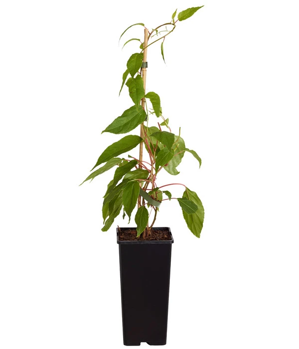 Kiwi 'Weiki®' 4 Kiwi 'Weiki®' - Image 2