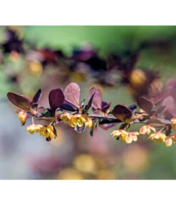 Blut-Berberitze 'Atropurpurea' -Gartenserien Verkaufsgeschäft 7066848 PR DE 001 BerberisThunbergiaBerberitzeRetLucknerMai2015