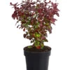 Blut-Berberitze 'Atropurpurea' -Gartenserien Verkaufsgeschäft 7066871 WE FS 001 BerberitzeBerberisThunbergiiAtro1L