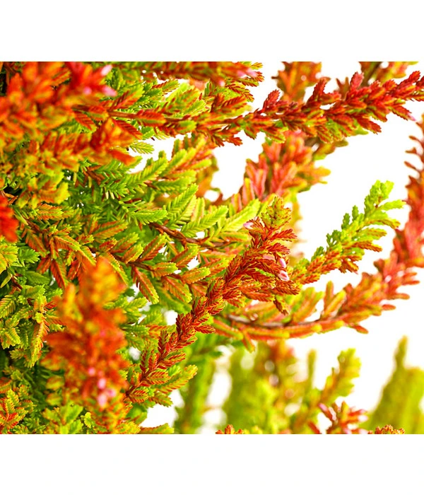 Knospenheide, Pyramide 7 Knospenheide, Pyramide - Image 5