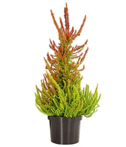 Knospenheide, Pyramide 10 Knospenheide, Pyramide -Gartenserien Verkaufsgeschäft 7084494 PR FS 001 CallunaVulgarisKnospenheidePyramideDehnerExpressHerzig