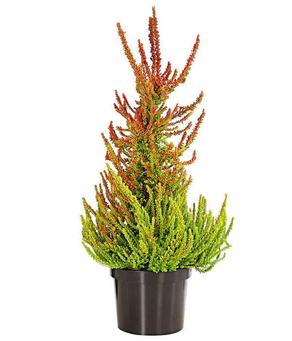 Knospenheide, Pyramide 5 Knospenheide, Pyramide - Image 3