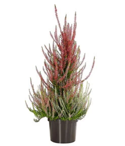 Knospenheide, Pyramide