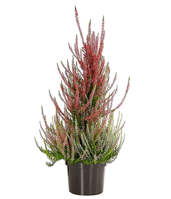 Knospenheide, Pyramide 3 Knospenheide, Pyramide