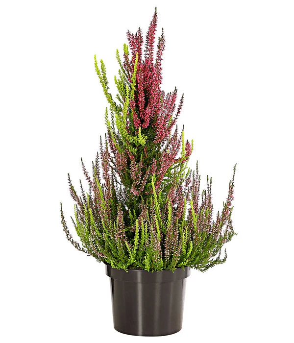 Knospenheide, Pyramide 4 Knospenheide, Pyramide - Image 2