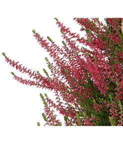 Knospenheide, Pyramide 11 Knospenheide, Pyramide -Gartenserien Verkaufsgeschäft 7084494 WE DE 001 CallunaVulgarisKnospenblueherPyramideT19DehnerExpressHerzig