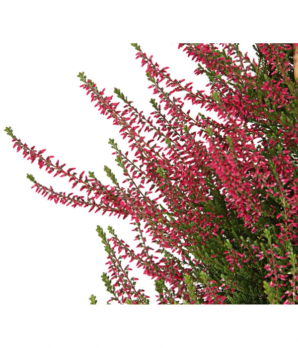 Knospenheide, Pyramide 6 Knospenheide, Pyramide - Image 4