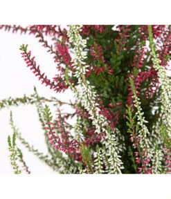 Knospenheide, Pyramide 13 Knospenheide, Pyramide -Gartenserien Verkaufsgeschäft 7084494 WE DE 002 CallunaVulgarisKnospenblueherPyramideT19DehnerExpressHerzig