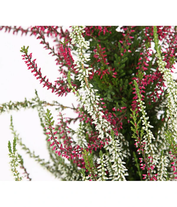 Knospenheide, Pyramide 8 Knospenheide, Pyramide - Image 6