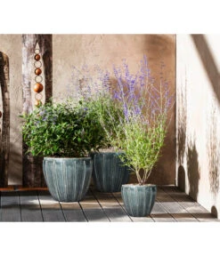 Bartblume 'Blue Knight' -Gartenserien Verkaufsgeschäft 7090863 7302631 WE MO 001 Blauraute Bartblume