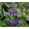 Bartblume 'Blue Knight' -Gartenserien Verkaufsgeschäft 7090863 WE DE 001 CaryopterisClandonensisBartblume2847 CaryopterisGrandBleu D2