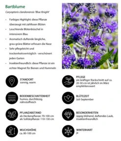 Bartblume 'Blue Knight' -Gartenserien Verkaufsgeschäft 7090863 WE IG 002 Bartblume